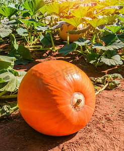 种植水果摄影照片_在有机菜园农业农场的藤条上种植橙色南瓜，准备收获
