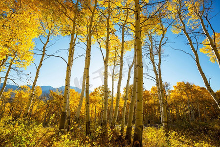 滤器摄影照片_秋天五彩缤纷的阳光森林，晴朗的日子里有黄树。