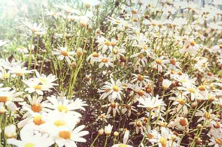 洋山摄影照片_阳光明媚的草地上的甘菊