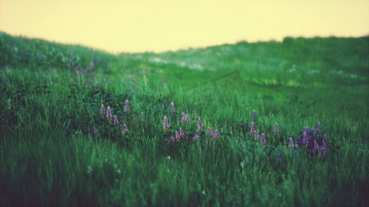 春天的草摄影照片_蓝天下的绿草地