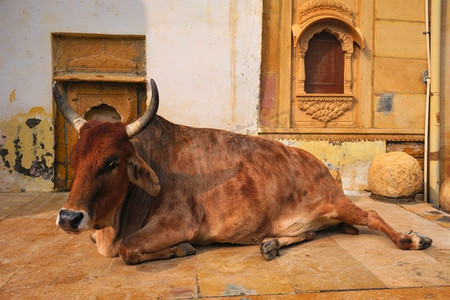 印度文化摄影照片_印度牛睡在街上。牛在印度是一种神圣的动物。印度拉贾斯坦邦贾沙默尔堡。印度牛在街上休息
