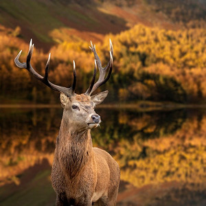 令人惊叹的史诗秋天风景红鹿Elaphus在前景充满活力的森林和湖在背景