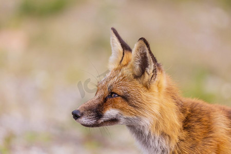红色狐狸（Vulpes vulpes）的象象在绿色背景在夏季