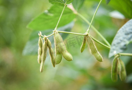 树上的绿色大豆/农业中生长的植物上的大豆幼苗 