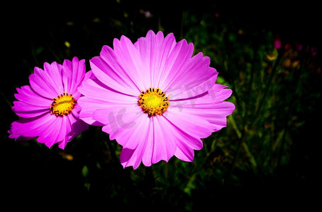 紫色或粉红色宇宙花开花在黑暗背景 