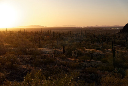 亚利桑那州皮卡乔峰州立公园附近的Saguaro仙人掌。10号州际公路背景可见