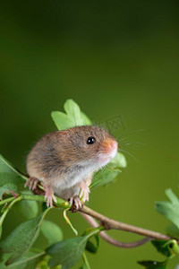 绿色谷物背景摄影照片_可爱的收获小鼠micromys minutus在白色花叶子与中性绿色自然背景