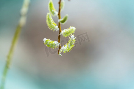 鲜花铺子摄影照片_春天的柳树在蓝天的映衬下盛开