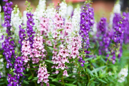 美丽的花紫色粉红色白色在锅，五颜六色的Angelonia花在自然花园，夏天金鱼草