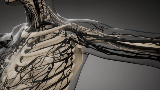 人体血管摄影照片_人体血管的科学解剖扫描。人体血管