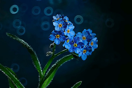 小蓝花/大自然美，植物宏小花，春天大自然为底色