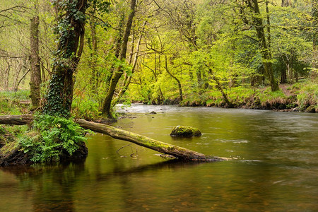 森林的树木摄影照片_泰恩河流经英国乡村郁郁葱葱的绿色森林的美丽春天景观形象