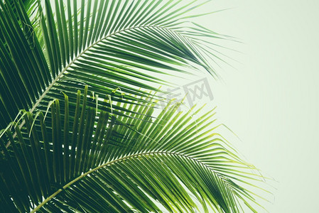 热带植物叶子摄影照片_新鲜的绿色棕榈叶在椰子树背景热带植物叶子