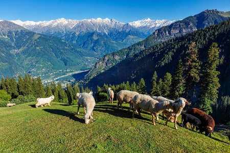 喜马拉雅山脉的羊群。印度喜马偕尔邦Kullu Valley喜马拉雅山的羊群