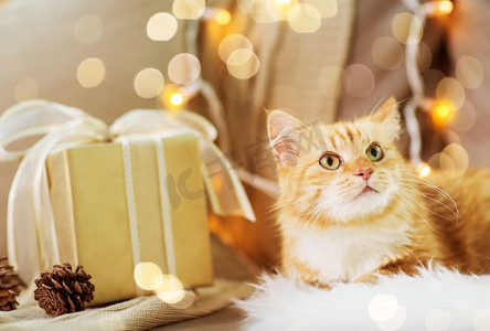 宠物，圣诞和卫生概念-冬天家里的红色猫猫在沙发上带礼物。家里有圣诞礼物的沙发上的红猫猫