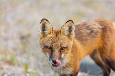 狐狸红色狐狸（Vulpes vulpes）画象在绿色背景在夏季