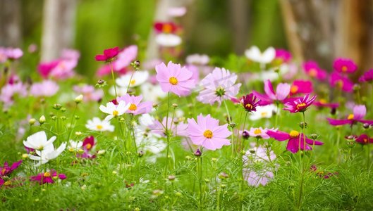 田野春天摄影照片_五颜六色的紫白色和粉红色的宇宙花在春天的花园田野中盛开