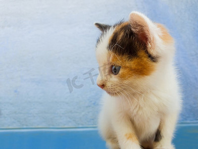 一个可爱的小白色小猫的特写肖像与黑色和橙色斑点看起来好奇在蓝色墙壁背景。