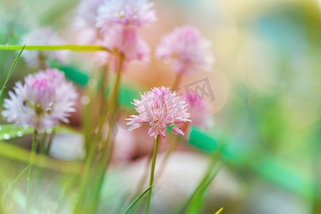 花朵装饰摄影照片_美丽的花朵特写镜头。适合花卉背景。