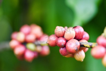 咖啡树上的新鲜咖啡豆/树枝上的阿拉比卡咖啡浆果农业