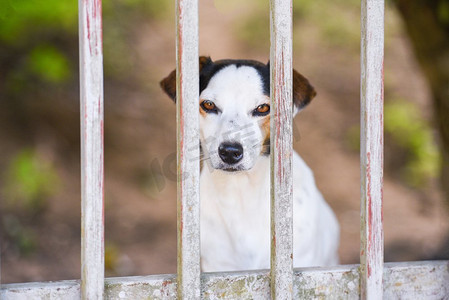 狗爪子摄影照片_栅栏里的狗/悲伤的狗动物宠物