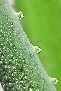 芦荟植物和水滴