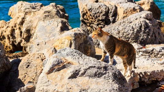 可爱迷人的姜黄色白色野猫在海边和水边的大石头上行走猫在大石头上行走
