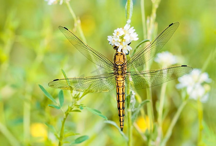 一只黄色蜻蜓，雄性松叶直角蜻蜓，也被称为黑尾蜻蜓，在温暖的春日阳光下吃花