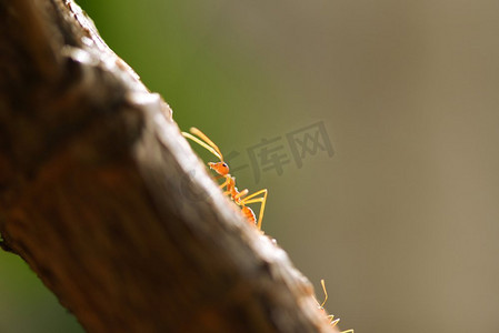 蚂蚁行动站在树枝/关闭火蚂蚁走宏观拍摄昆虫在自然红蚂蚁非常小选择焦点和自由空间 