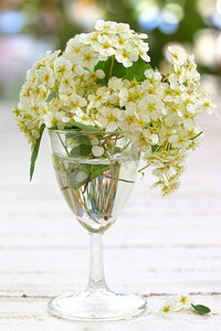 小瓶里开花的白色绣线菊