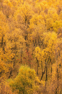 金色金属手表纹理摄影照片_令人惊叹的看法银桦树森林与金色的叶子在秋天秋天景观场景上帕德利峡谷在山顶区在英格兰