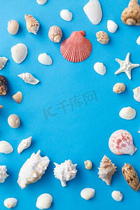 海洋生物和夏天概念—框架不同的海贝壳在蓝色背景。框架不同的海贝壳在蓝色背景