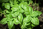 绿色罗勒叶植物生长在菜园种植园种植/新鲜甜genovese罗勒药草 