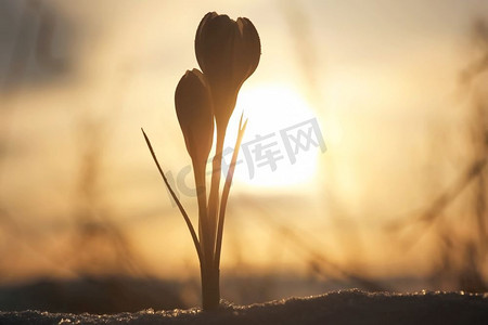 傍晚春天的草地上的第一颗雪花