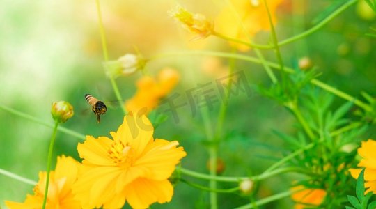 蜜蜂飞行在黄色花在自然春天和绿色背景