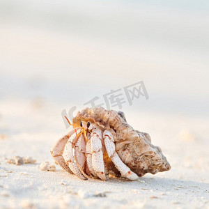 蟹壳摄影照片_在马尔代夫海滩上的寄居蟹