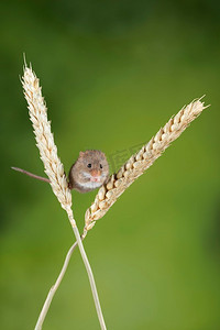 在中性绿色自然背景的麦秆上可爱地收获小白鼠