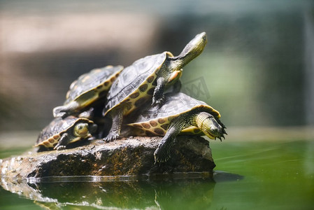 岩石水塘上的乌龟滑稽/中华条纹颈龟-选择性焦点