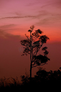 剪影树日落或日出在山与橙色红色天空背景 