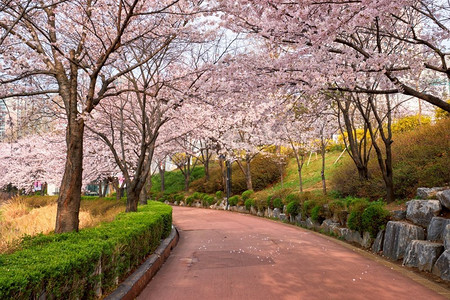 公园世风景摄影照片_盛开的樱花樱花在公园里在春天，石川湖公园，首尔，韩国。盛开的樱花樱花巷在公园