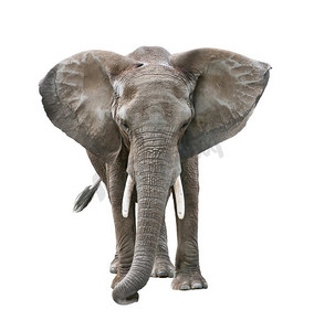 大象背景图摄影照片_非洲大象孤立在白色背景