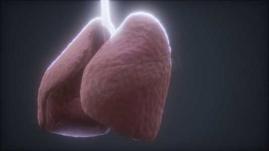 Loop 3D渲染了医学上精确的人体肺部动画