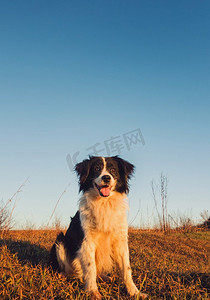 宠物狗边框摄影照片_坐姿、肖像、牧羊犬、边框