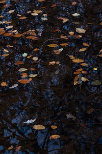 令人惊叹的抽象亲密的风景图像充满活力的金色叶子在深黑暗的湖边水