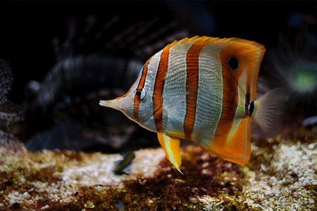 咸水杂鱼煲摄影照片_铜带蝶鱼(Chelmon Rostratus)在水下用喙咬住珊瑚咸水水族馆的鱼。长吻铜纹蝶鱼