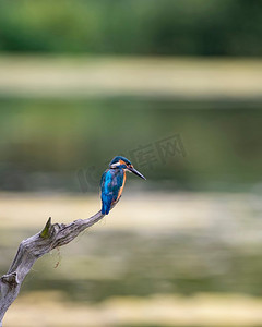 美丽的普通翠鸟Alcedo Atthis栖息在树枝上的河流狩猎食物