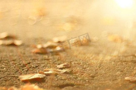 秋天落叶公路摄影照片_城市沥青路面落叶的背景