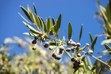 绿色的树，灌木与成长，成熟的黑橄榄。地中海植物，食物概念树，灌木与成长，成熟的橄榄