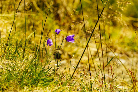 大自然的紫罗兰花。春天或夏天的时间在东北山区。山上的紫罗兰花。春天或夏天。