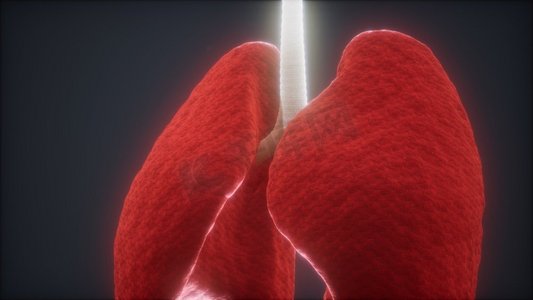 人体肺部的3D动画